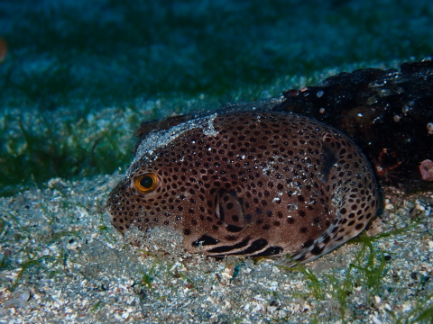 和歌山 紀伊大島 ダイビングショップ 須江ダイビングセンター|DIVE LOG|